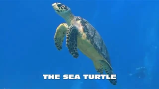 THE SEA TURTLE HD