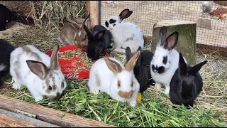 КРОЛИКИ🐇РАЗВЕДЕНИЕ КРОЛИКОВ🐇🐇🐰🐰🐇🐰