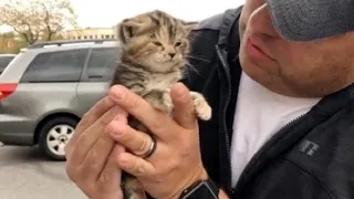 Новорождённый котенок бродил по городу в поисках спасения, пока не встретил одного человека