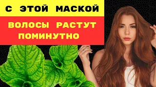 ВОЛОСЫ растут как по волшебству! Только сегодня делюсь рецептом маски из МЯТЫ!