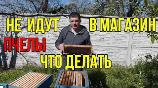 Почему пчелы не идут в магазин. что делать.Как получить товарный мед с рапса со слабых семей