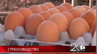 Губерния. 20 лет. Новости 24/04/2018. GuberniaTV