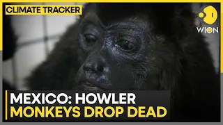 Mexico: Howler monkeys drop dead, Local media reports up to 85 deaths | WION Climate Tracker