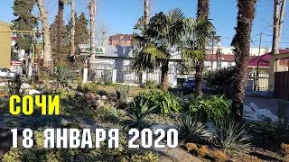 СОЧИ 18 января 2020 | Субтропический рай в отдельно взятом городе