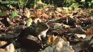 Chipmunk Fight   Hidden Kingdoms  Episode 2 Preview   BBC One