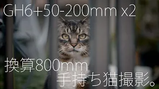 GH6と50-200mmと2倍テレコンで換算800mm手持ち猫撮影