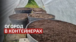 Огород в контейнерах из семян | Дачный эксперимент