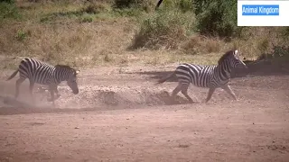 HUNTER BECOMES THE HUNTED - Mother Zebra Save Her Newborn From Lion , Giraffe vs Lion