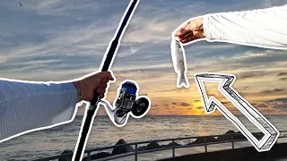 BIG Fish, BIG Bait: Using Live Mullets for Maximum Results!#fishing #saltwaterfishing #youtube #clip