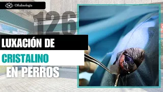 CAPITULO 126: 👁 Luxación anterior del cristalino en perros (El caso de Gota)