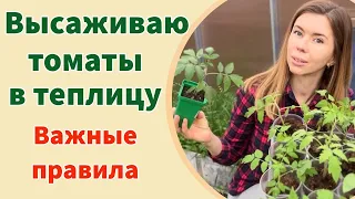 ВЫСАДКА ТОМАТОВ ЛЁЖА. ЧТО ПОЛОЖИТЬ В ЛУНКУ. ПРИ КАКОЙ ТЕМПЕРАТУРЕ ВЫСАЖИВАТЬ ТОМАТЫ НА ГРЯДКУ