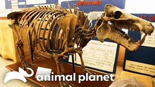 Forrest Searches for the Extinct Dwarf Hippo! | Extinct or Alive | Animal Planet