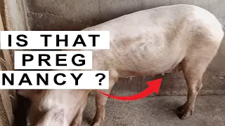 Want to Know if Your Pig is Certainly Pregnant ?