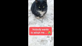 😭One more little kitten freezing at the street: Kitten Rescue Video #cat #kitten #catsoftiktok