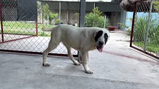 Chó Alabai Khổng Lồ - Mới 3 Tháng Mà Em Không Khác Gì Con Voi