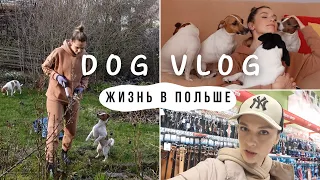 DOG VLOG: О Жизни в Польше, Стоимость, Впечатления, в Доме с Собаками, Сажаю Помидоры, Зоомагазин
