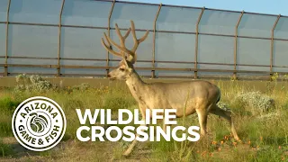 Wildlife Crossings