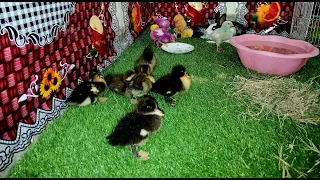 Cute baby Hens , Cute baby ducks And Little Rabbits #Baby hens #Rabbits #Baby Ducks #chickens
