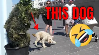 Dog scared to death | Bushman Prank | We Do It For