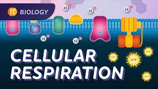 How do cells get their energy? (Electron Transport Chain): Crash Course Biology #27