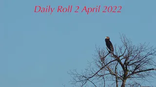 Daily Roll 2 April 2022 - GH6 and PL 100-400mm VLOG