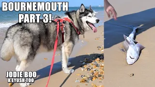 Husky Finds & Helps Rescue BABY SHARK!