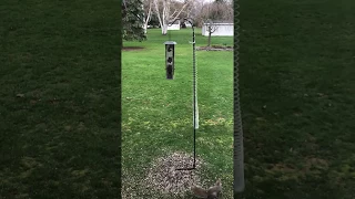 Squirrel Outsmarts Slinky at Bird Feeder