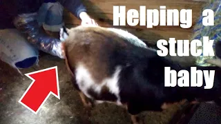 Her Baby Got STUCK | Goat Labor and Birth Video (Graphic) | Nigerian Dwarf Dairy Doe has Triplets