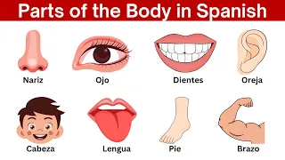 Parts of the Body in Spanish | Human Body parts names in Spanish