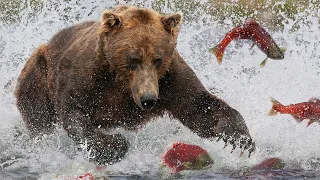 Grizzly Bears: The Drama of the Alaskan Salmon Run | Alaska 🌎 🇺🇸 | Wild Travel | Robert E Fuller