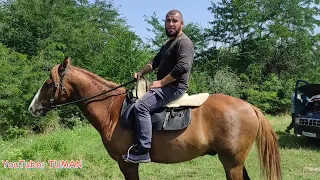 Базар Лошадей Чечня Урусмартан 6.авг 2023г