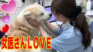 Dogs who like veterinary hospital