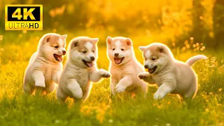 Baby Animals 4K (60FPS) - A Melody Of Cuteness In The World Of Young Animals With Relaxing Music