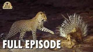 Wild America | S7 E1 'Designs for Defense' | Full Episode | FANGS