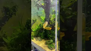 Massive 6,000L Mbu Puffer Aquarium!