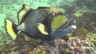 Aggressive Triggerfish Attack