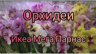 21.02.22.ОРХИДЕИ и не только в Икеа Мега Парнас