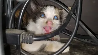 Starving Feral Kitten Eating Meowing And Hissing At Same Time | Poor Calico Cat Deserve Happy Life |