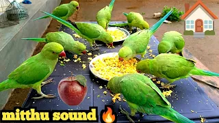 Parrot talking video| Parrot Sound | Parrot Voice | Amazing parrot talking video| @ParroTube