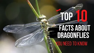 10 Amazing Dragonflies Facts You Need to Know