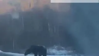 Медведь вышел на дорогу Слюдянка-Байкальск (Мангутай)
