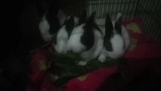 Rabbit baby 21 days old