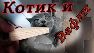 [Котик Пробует] Вафли!