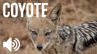 Coyote Howling | Sound Effect (Copyright Free)