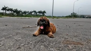 I Adopted a Street Puppy, His reaction of getting adopted is awesome 🙌