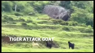 TIGER ATTACK  - Tiger Attack a goat in India #tiger #wildanimals