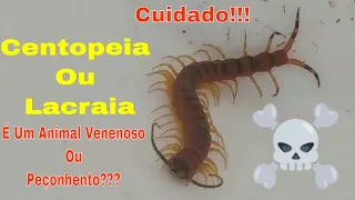 Centopeia Ou Lacraia:  Animal Venenoso Ou Peçonhento? Qual a Diferença entre Venenoso e Peçonhento?