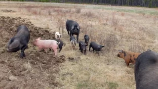 Large black pigs