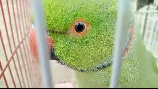 Ringneck Talking parrot