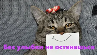 7 МИНУТ СМЕХА / Видео приколы с котами / Смешные котики